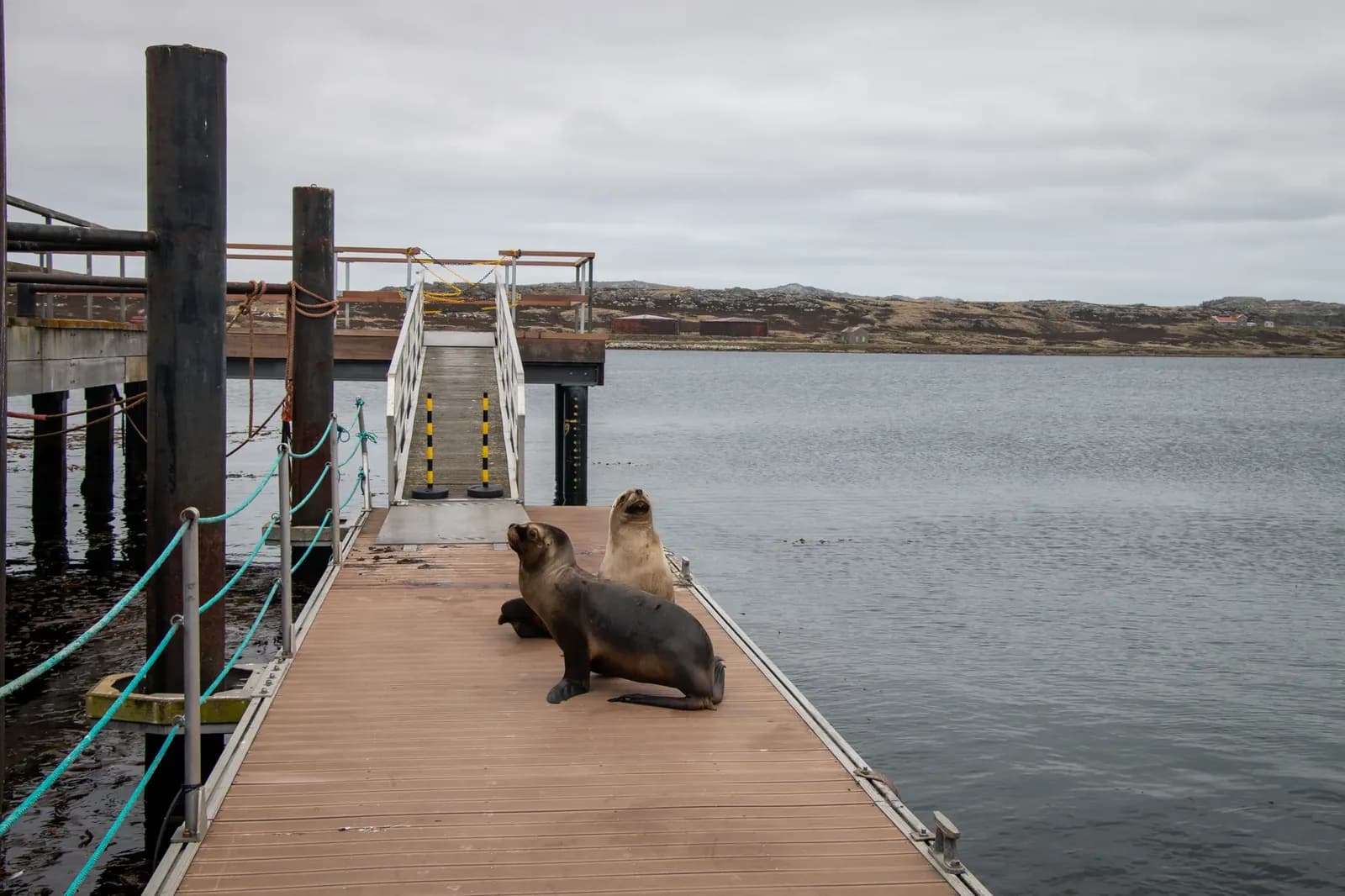 Sea Lion: Milei's Oil Threat Revives Falklands Tension